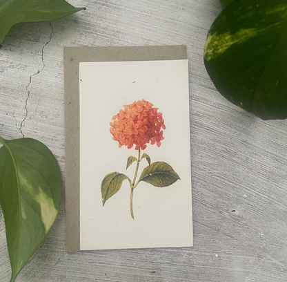 Pink Zinna Card